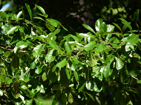 {Quercus nigra}